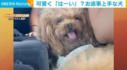 呼びかけに可愛く返事する犬 「あーい！」の鳴き声に飼い主「びっくりして動画を撮影」
