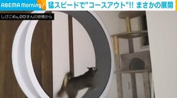 何が起きた?? キャットホイールで走る猫が“豪快”にコースアウトする姿に「吹き飛ばされてる」「コースアウトする前のビョンビョンがかわいい」と話題