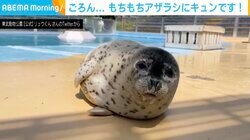 ゴロンゴロン… “もちもち”アザラシの転がる姿が愛らしい 担当者「その時の気分次第」