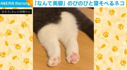 短くてかわいい足!! テーブルに寝転がる猫 のびのび寝る “愛くるしい姿” に「なんて美脚」「気持ち良さそうに寝てる」と絶賛の声