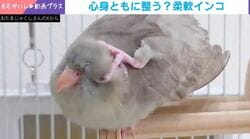 届かないなら背中から…!? インコが見せた驚愕の“軟体ポーズ”に「鳥ってそんなことできるの？」「絶対気持ちいいだろうな」など反響