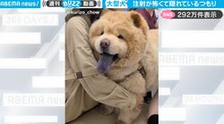 モフモフの大型わんこ、注射を見た途端、まさかの行動に！ 怖くて一生懸命隠れようとする姿がかわいすぎる！