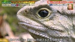 2億年前から存在、ニュージーランドだけに生息する“生きた化石” 『ナスD大冒険TV』で超貴重映像の撮影に成功