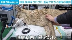 動物園のオオカミが脱走し9日間逃走 麻酔銃で捕獲する瞬間も 韓国