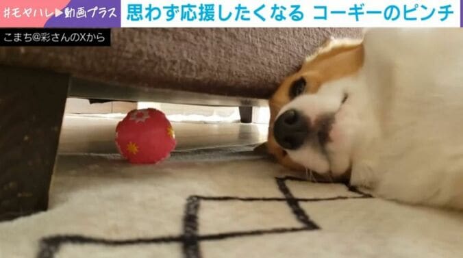 コーギーのこまちちゃん（6歳）