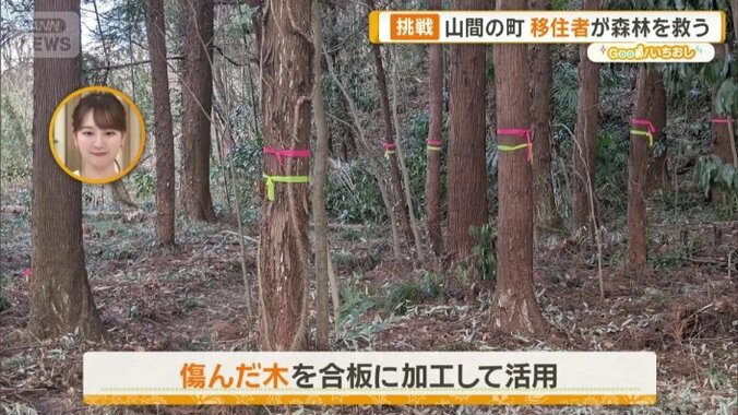 傷んだ木を合板に加工して活用