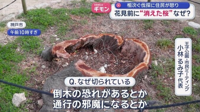 桜の木が伐採