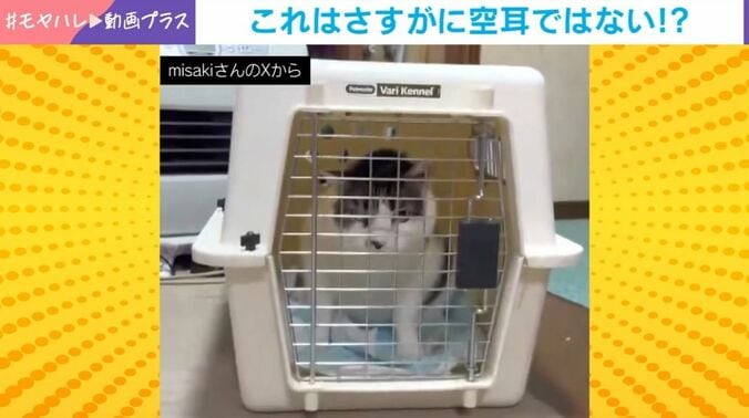 猫のレオくん（9歳）