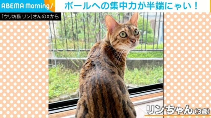 ベンガルのリンちゃん