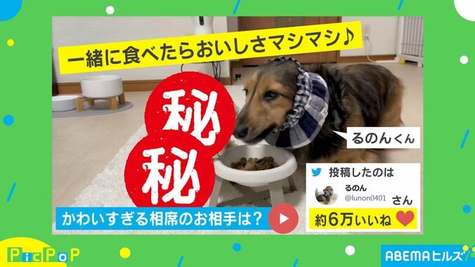 犬「一緒にご飯食べる」“かわいすぎる”相手と相席する姿に「ずっと見ていられる」「上手に置いたねぇ」と悶絶の声 1枚目