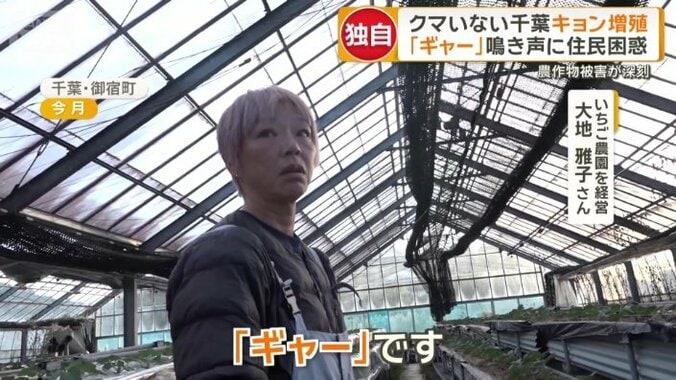 大音量の「鳴き声」も悩みの一つ