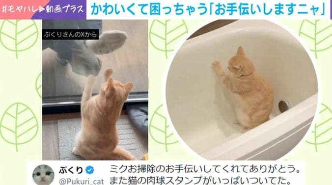 子猫のミクくん