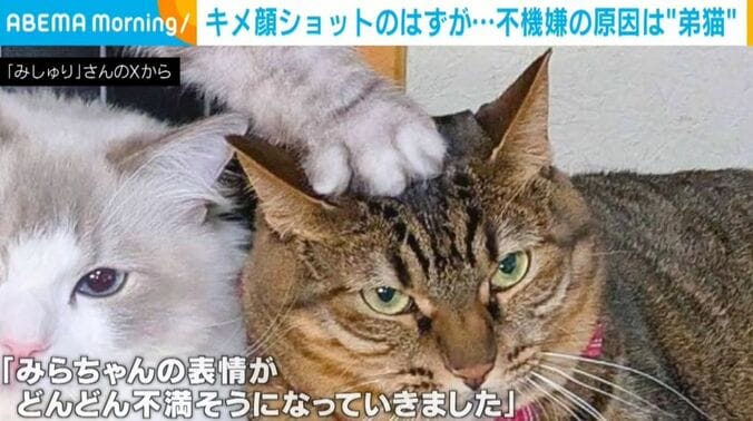 猫のみらちゃん
