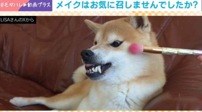 柴犬・おみつくん