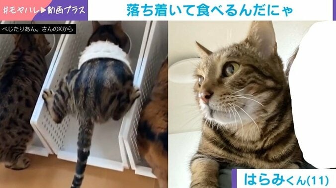 猫の驚きの食べ方