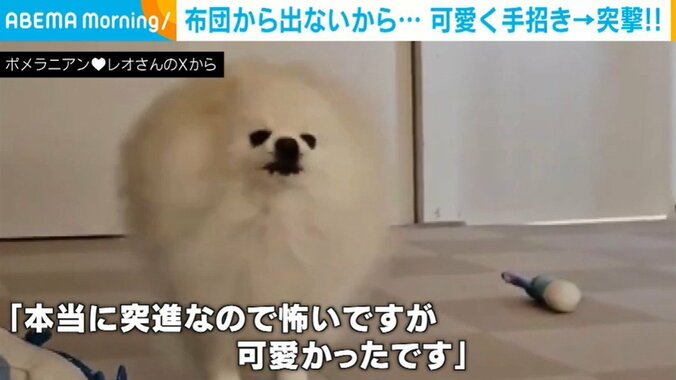 ポメラニアンのレオくん