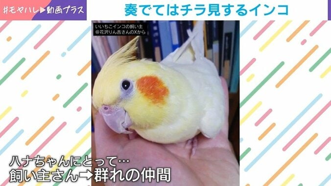 通称“いいちこインコ”のハナちゃん