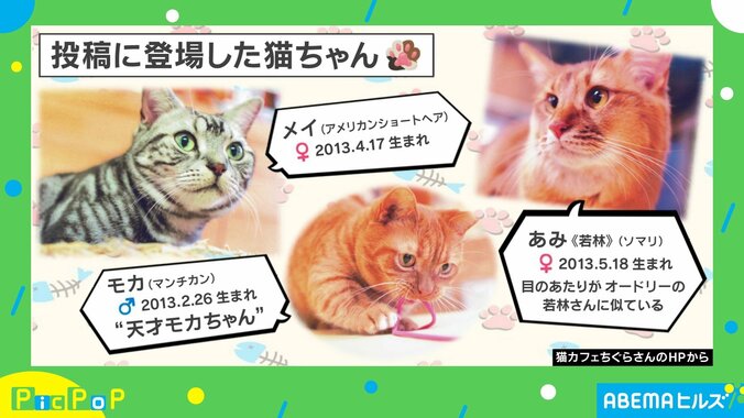 【写真・画像】【下書き】ピックポップ_次回更新は250303　※告知分に対応ビデオ挿入すること！　1枚目