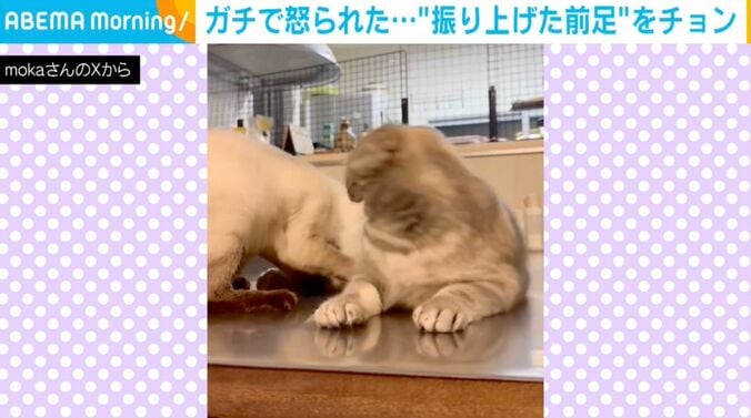 ハナ子ちゃんとポンズちゃん