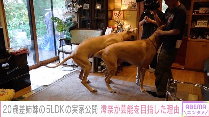 83キロを誇るグレート・デーン