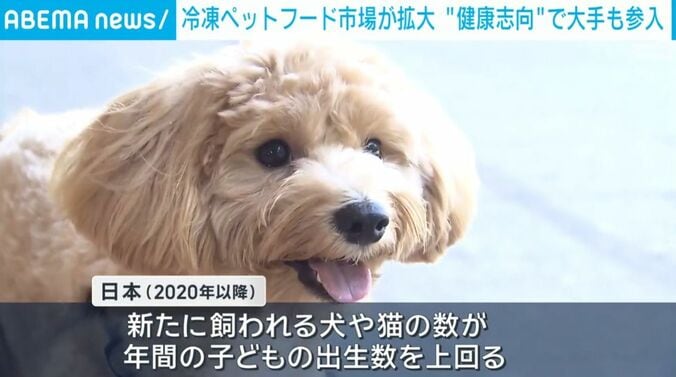 犬