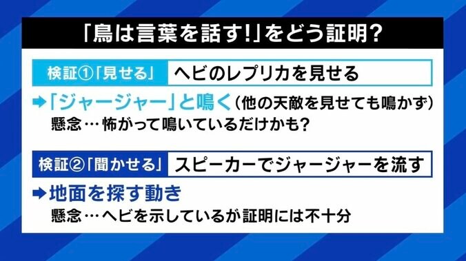 世界初「鳥の言葉を証明」 注目の研究者に聞く、動物たちは何をしゃべってる？ 「人間中心の先入観から脱却して世界を見直すべし」 3枚目
