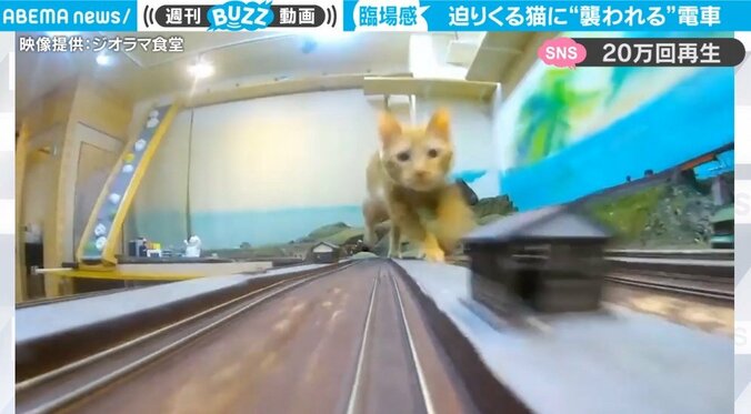 迫りくる猫に“襲われる”電車 迫力満点なワンシーンに「下手なパニック映画より怖い」反響続々 1枚目