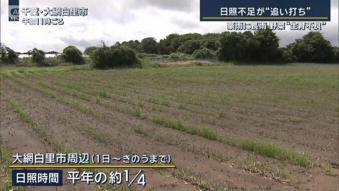 日照不足