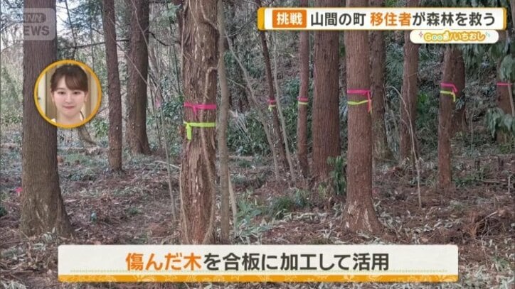 傷んだ木を合板に加工して活用