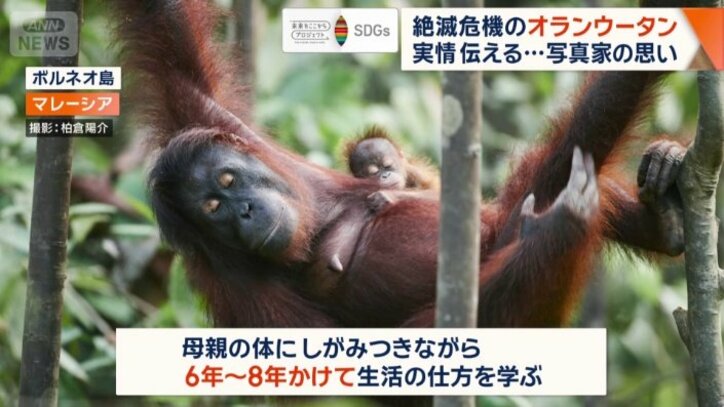 人間が親代わりとなり10年以上かけ野生で生きていく術を教える