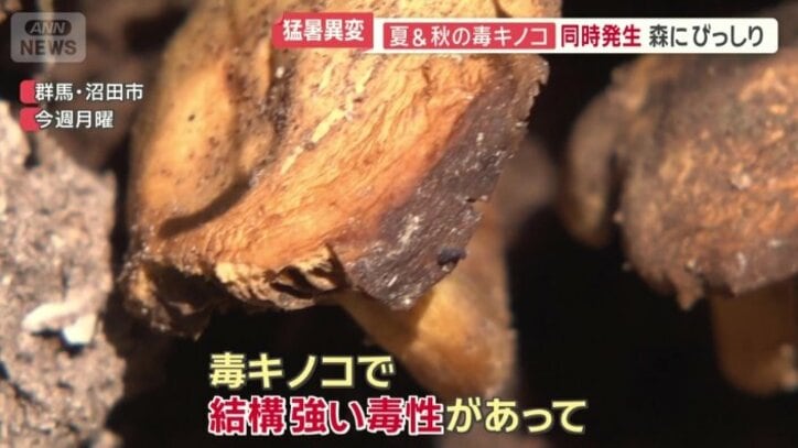 「毒キノコで結構強い毒性があって」