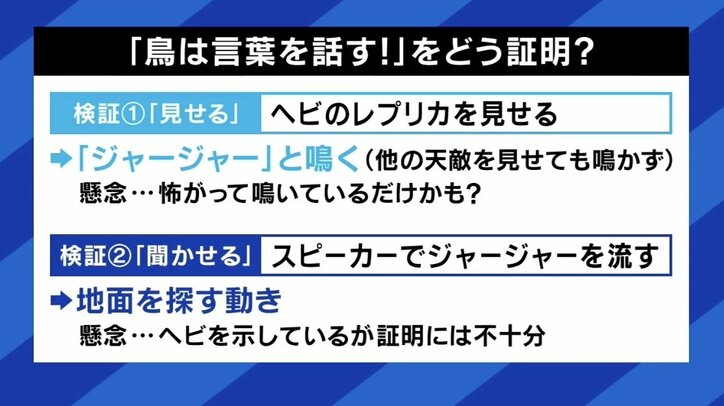 世界初「鳥の言葉を証明」 注目の研究者に聞く、動物たちは何をしゃべってる? 「人間中心の先入観から脱却して世界を見直すべし」