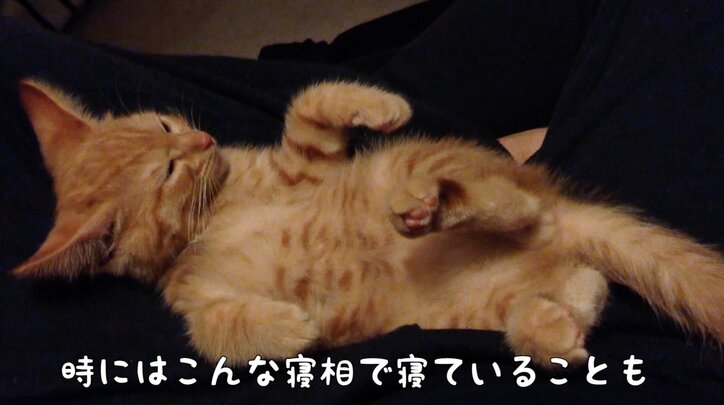 猫「お刺身食べたいニャ〜」 茶トラ子猫・ひろしの可愛い成長日記が放送決定