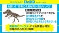 セレブの“化石集め”に学者らが「売買中止」訴え、歴史学者「気持ちはもの凄くわかる」
