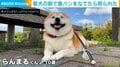 柴犬界の大御所が“食パン”に嫉妬!?不満を表す姿に「『ンガッ!!』っていう怒り方するの可愛すぎる」など反響