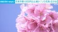 花見予算1000円以上減少 「ソロ花見」広がる
