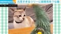 ダンシングツリーにイカ耳&硬直する猫 困惑した表情で凝視する姿に「『な、なぁに?このこ?』って言ってるみたい」の声