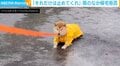 雨の中道の真ん中で“フセ” 帰宅拒否する豆柴に「風邪ひくわよ」「これは銅像」反響続々