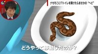 トイレのふたを開けたら巨大ヘビ…侵入経路を検証