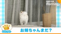 【映像】お姉ちゃんの隣をキープする犬