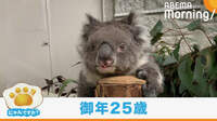 ギネス認定のご長寿コアラ 人間換算で120歳以上