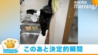 黒猫の“即落ち2コマ”に反響