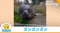 リズミカルな歩行をするアザラシ