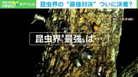 【映像】カブトムシvsオオスズメバチ “昆虫界最強”同士の戦いがついに決着!?