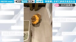 来客に大喜びで回りまくる犬 興奮で歩き方を忘れた“珍行動”に「こんな歓迎されたらたまらない」癒やされる人続出