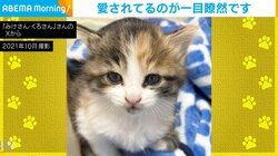 赤ちゃん保護猫の3年半後→フサフサに成長した姿の"ビフォーアフター"が話題