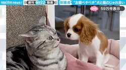 子犬の無邪気な“お顔ペチペチ”に耐える先輩猫 じゃれ合う様子に「この猫さん優しすぎる」「すっかり保護者！」