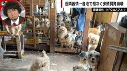 「10分いたらアンモニア臭が染み付く」異臭に大量繁殖…相次ぐ多頭飼育崩壊の現実　件数稼ぎで「信頼度」うたう悪質保護団体も