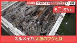 スルメイカ突然の漁停止　豊漁から一転　休漁で水槽ゼロ　漁師困惑「正月に餅食えん」