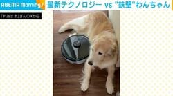 譲らない戦い…ゴールデンレトリバーとロボット掃除機の“攻防戦”に「動じないの流石だ」「『なに、これ、迷惑なんだけど』って目が言ってるw」